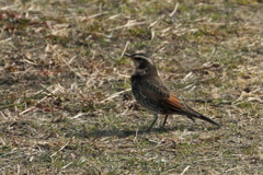 今日出会った鳥３