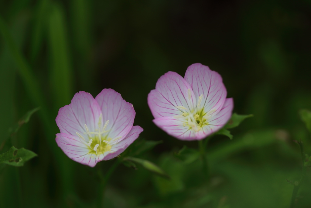 道端に咲く花３