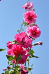 初夏の花２