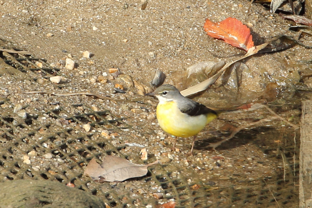 今日出会った鳥