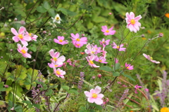 秋の花４