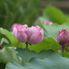 蓮の花