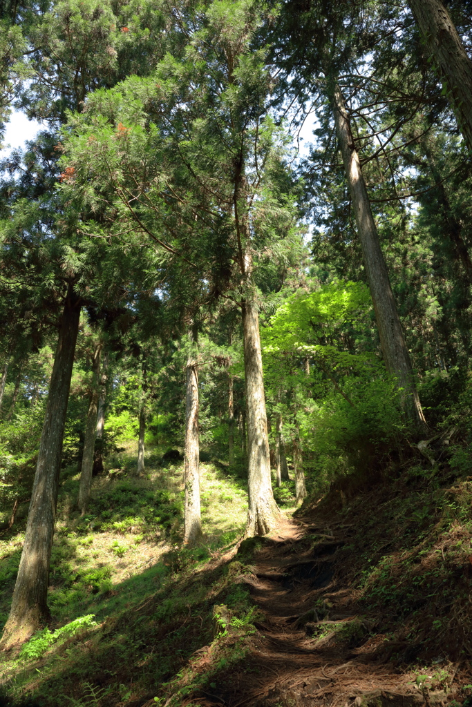 里山の登山道