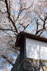 山里の春