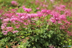 伊吹山の花７