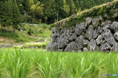 棚田の石垣２