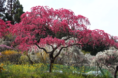 花桃の里