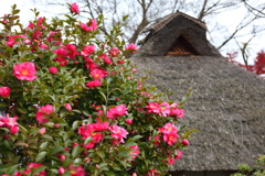 山茶花と古民家