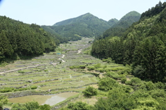 棚田３
