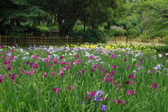 花菖蒲