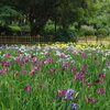 花菖蒲