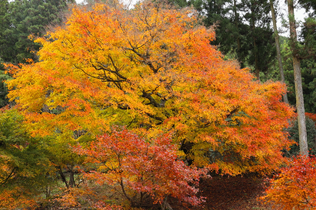 紅葉