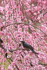 花と鳥