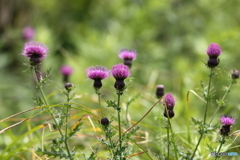 伊吹山の花９