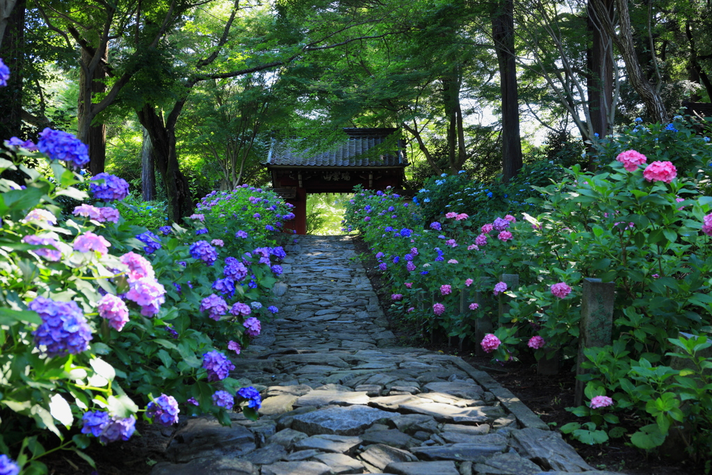 あじさい寺