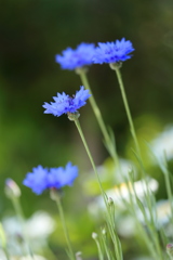 青い花３