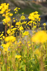 菜の花