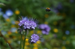 蜂の好きな花