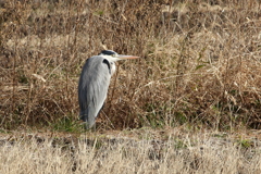 今日出会った鳥