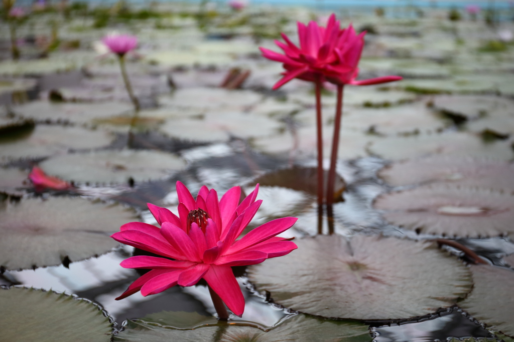 オニハスの花
