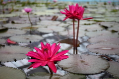 オニハスの花