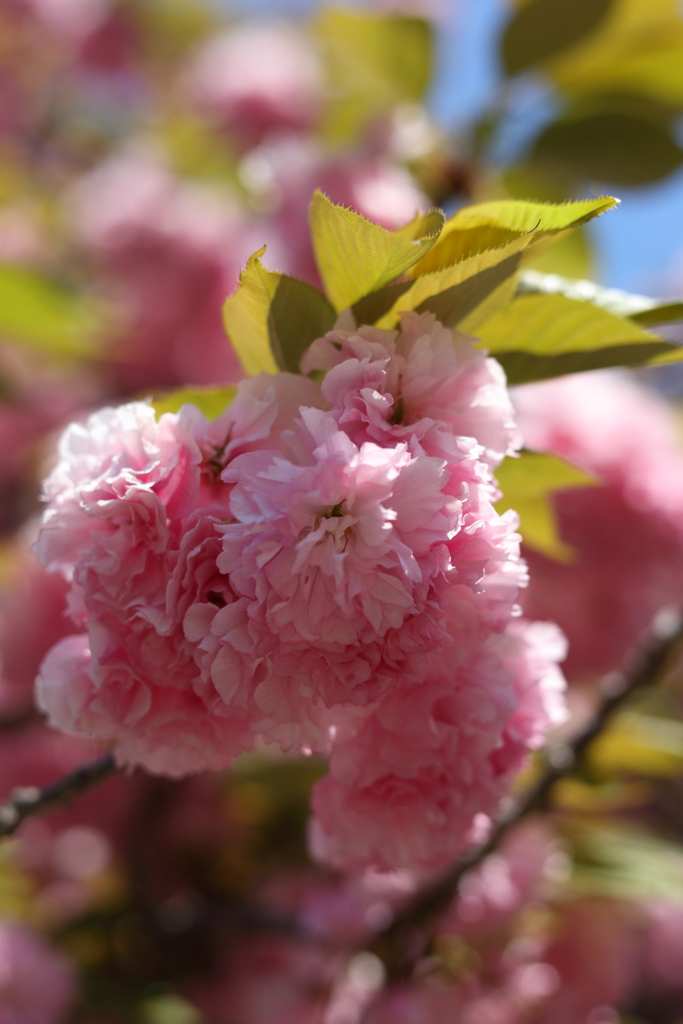 八重桜