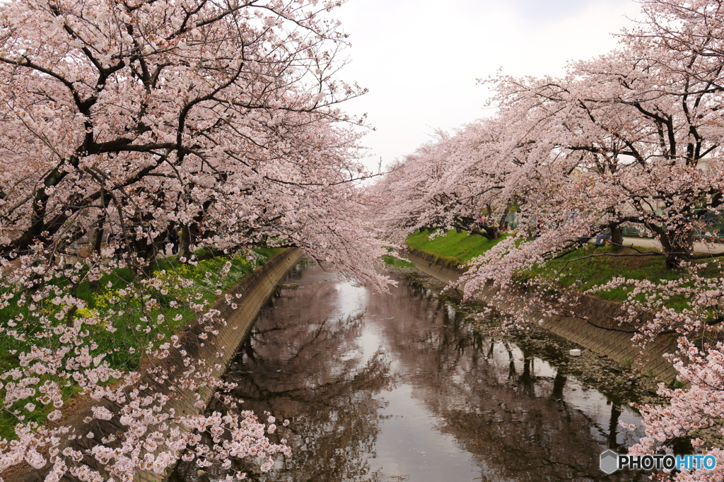 五条川の桜１