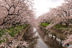 五条川の桜１