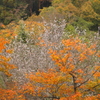 四季桜と紅葉