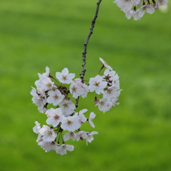 お花見