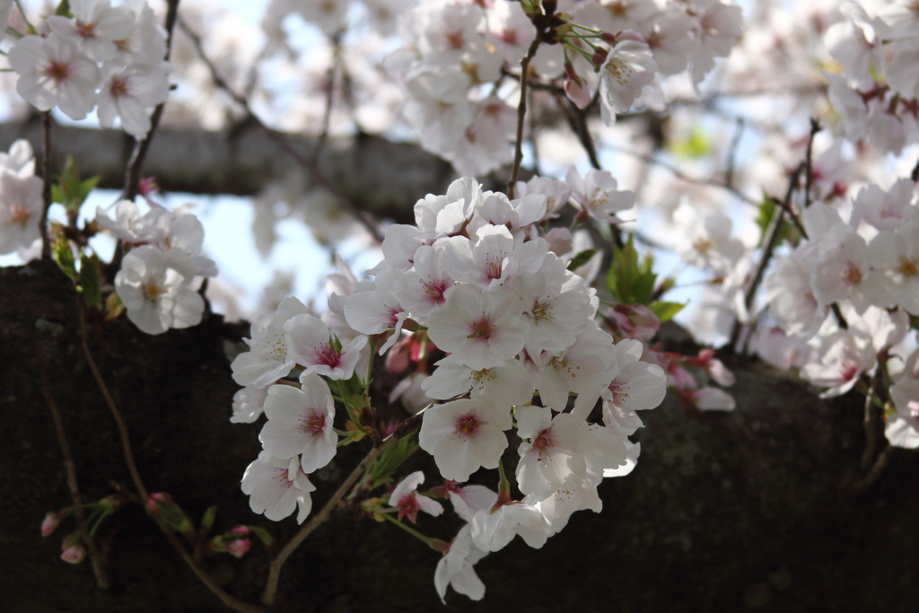 桜満開