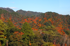 山の紅葉