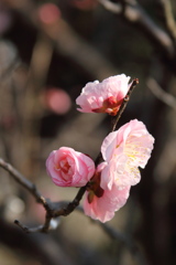 梅の花