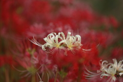 紅白