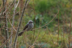 今日出会った鳥２