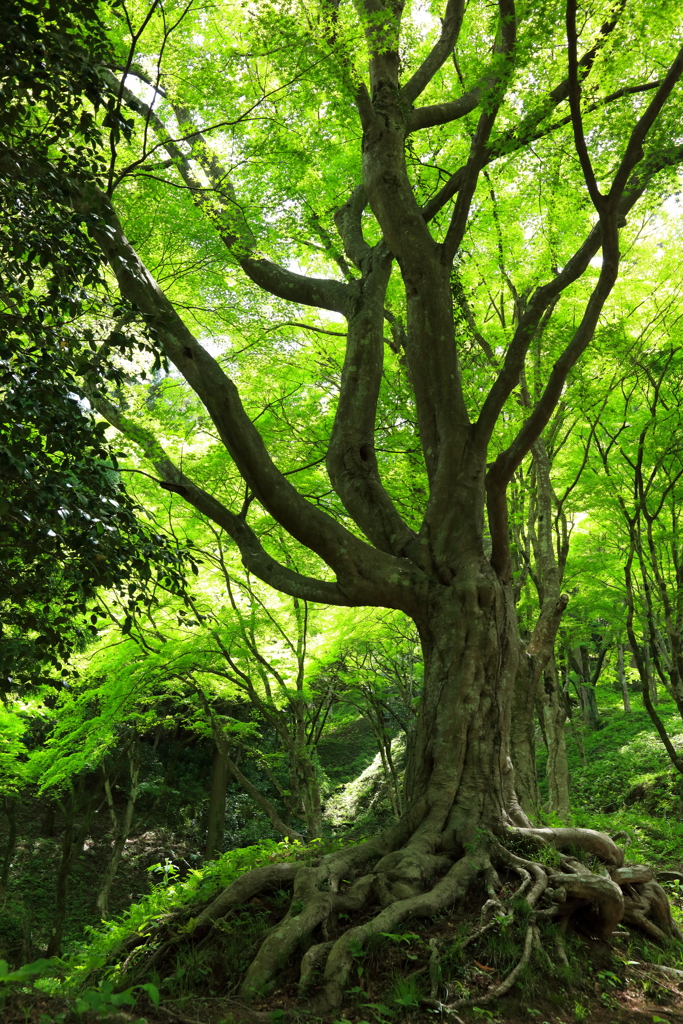 新緑風景