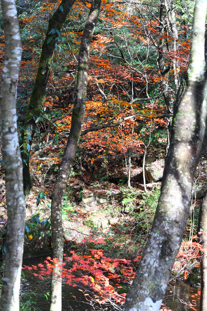 _里山の紅葉