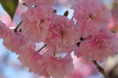 八重桜