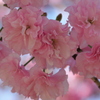 八重桜