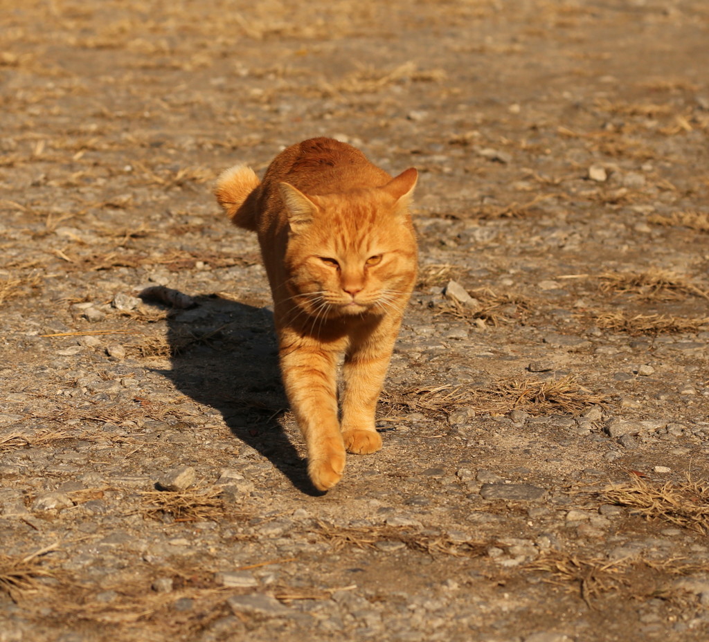 人懐こい猫