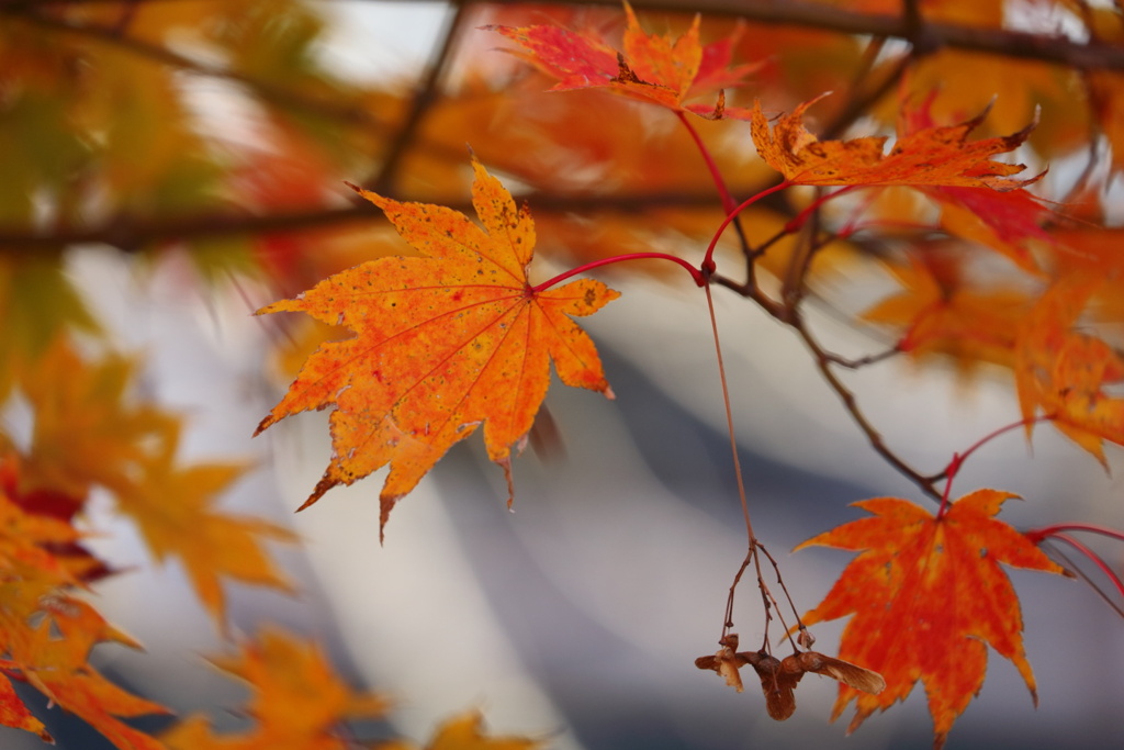 湖東の紅葉