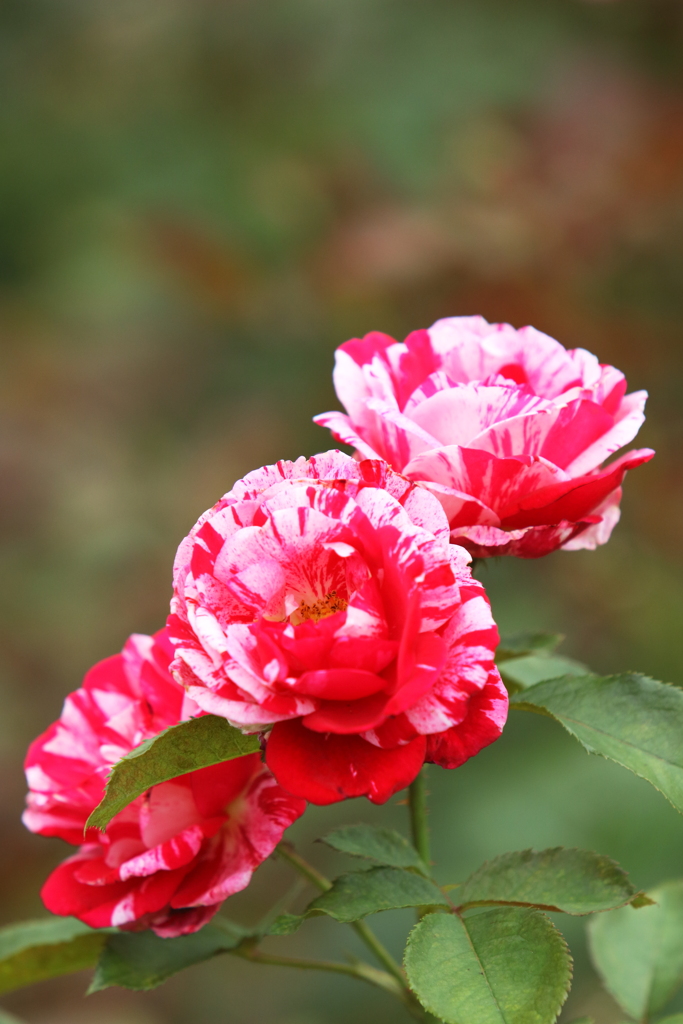 バラ園の薔薇