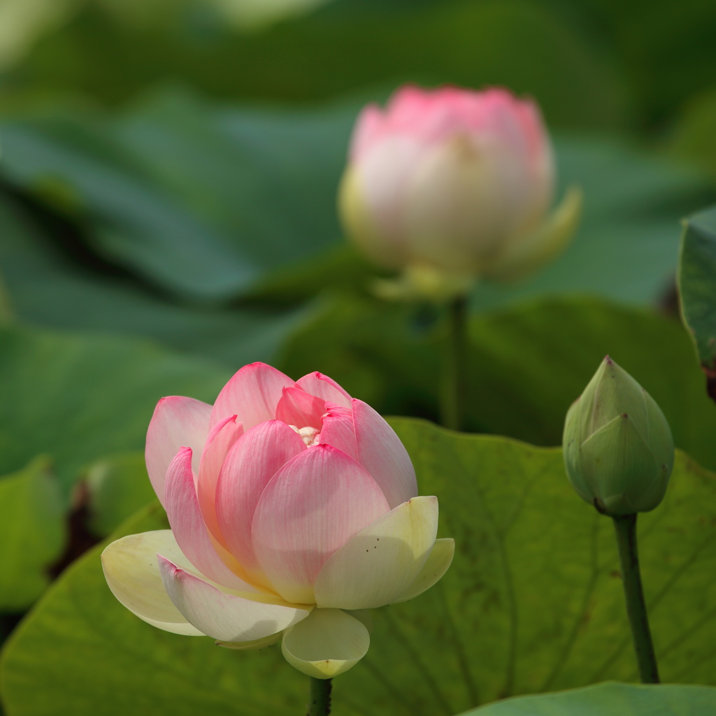 初夏の花４