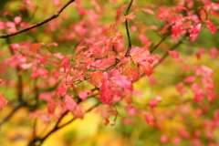 東北地方の紅葉１