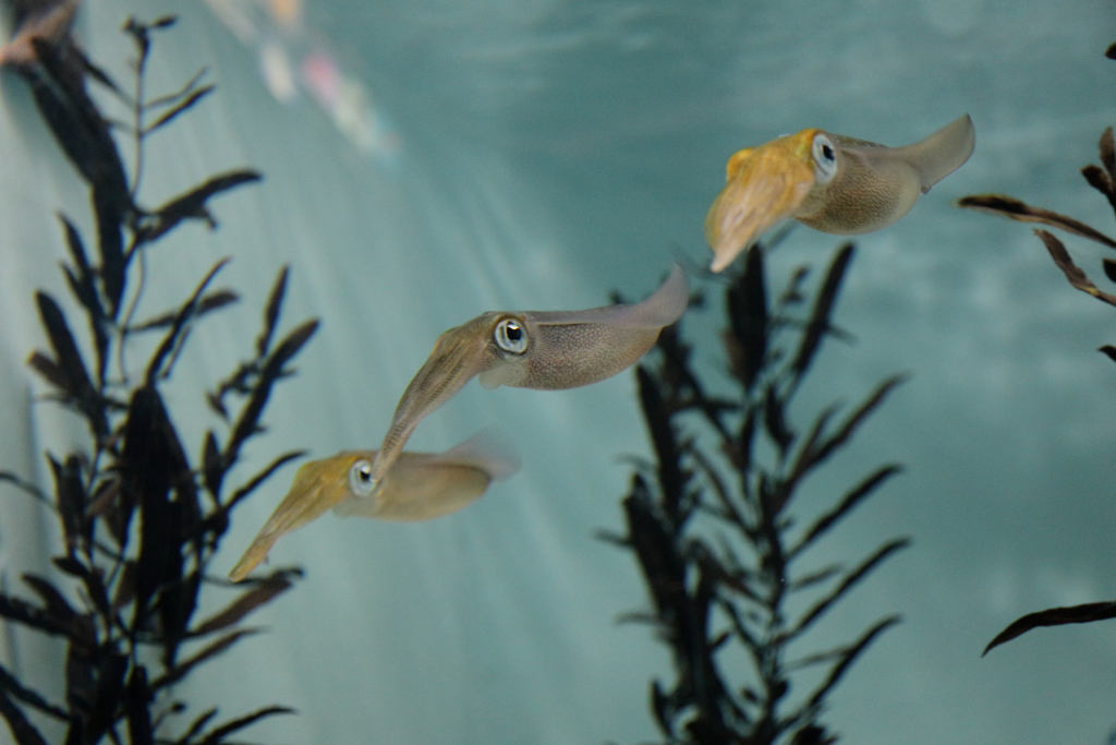 水族館のイカ