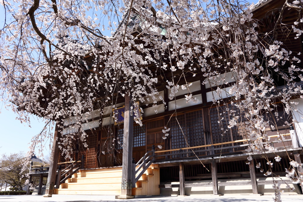 枝垂桜