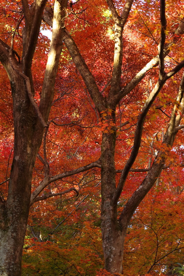 湖東の紅葉