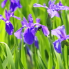 カキツバタ