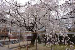枝垂れ桜