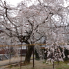 枝垂れ桜